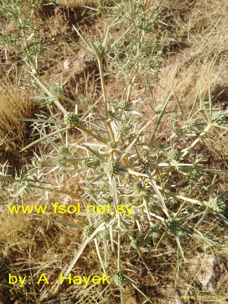 Eryngium glomeratum Lam.